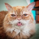 fignewtongram profile picture