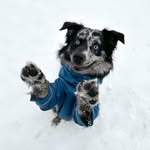 finleyblue_aussie profile picture