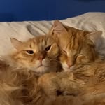 finnegantheferal profile picture
