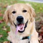finnley__thegolden profile picture
