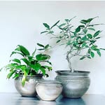 finnplantstudio profile picture
