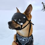finn_the_boxer_malamute profile picture
