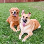 fionathegoodgirl profile picture