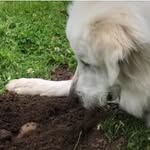 fiona_the_great_pyrenees profile picture