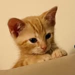 firatheorangecat profile picture