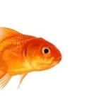 fishbuildsthink profile picture