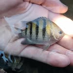 fishingmuckle profile picture