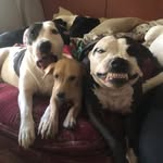 five_sets_of_pawsome profile picture
