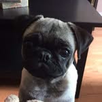 flat_faced_dogs_rescue profile picture
