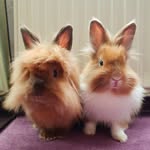 flauschiundloewi profile picture