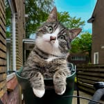 floortjes.catventures profile picture