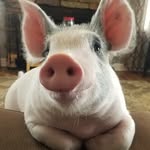 floppythepig profile picture
