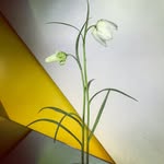 florastarkey profile picture