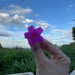 floresdalidia profile picture