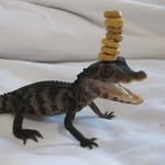 floridawatertour profile picture