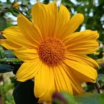 flower_photo.graphy profile picture