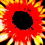 flowers__________club profile picture