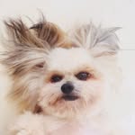 fluffybenben profile picture