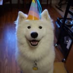 fluffyface_enzo profile picture