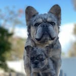 fluffy_frenchies profile picture