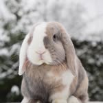 fluffyminis profile picture