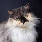 fluffymuffinpumpkin profile picture