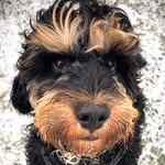 fluffypack profile picture