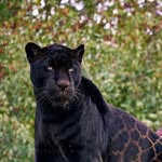 flwbosss profile picture