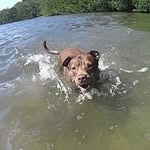 flyawayhomerescuenj profile picture