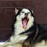 folasko profile picture