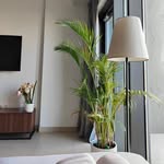 foliage_dubai profile picture