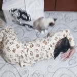 fonsecawirginia profile picture