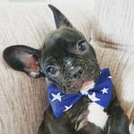 fonzo.thefrenchie profile picture