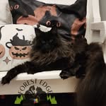 forestedgecats2 profile picture
