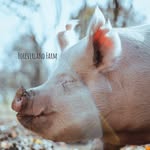 foreverlandfarm profile picture