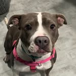 forgottendogsrescue profile picture