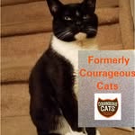 formerlycourageouscats profile picture