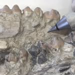 fossil_preparation profile picture