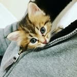 fostercatsfordays profile picture