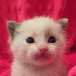foster_furbabies profile picture
