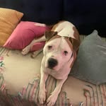 fostering_nyc profile picture
