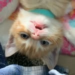 fosterkittenpdx profile picture