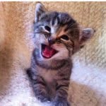 foster_kittens profile picture