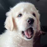 foster_paws_for_a_cause profile picture