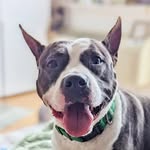fosterpupisodes profile picture
