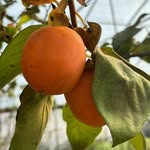 fourbarnsfarm profile picture