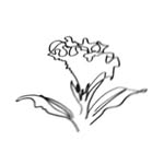 fourgreencelosia profile picture