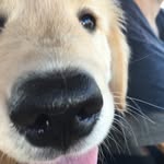 fourleggedfinn profile picture