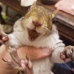 fourwandswildlife profile picture
