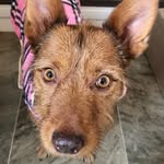 foxynovahudson profile picture